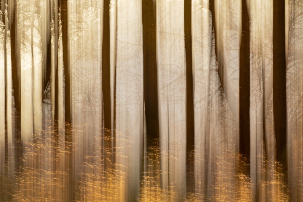 Derrière les barreaux de frenes