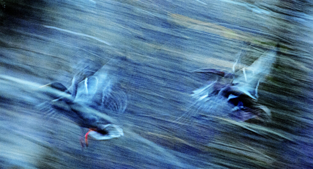 Les canards de Durance