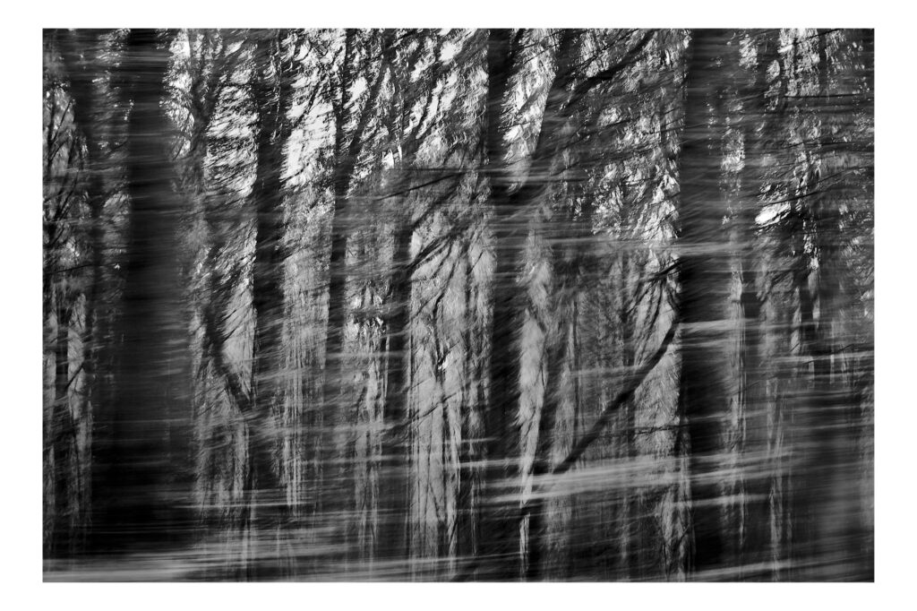 Traversée de forêt proche de Monthier en Der.