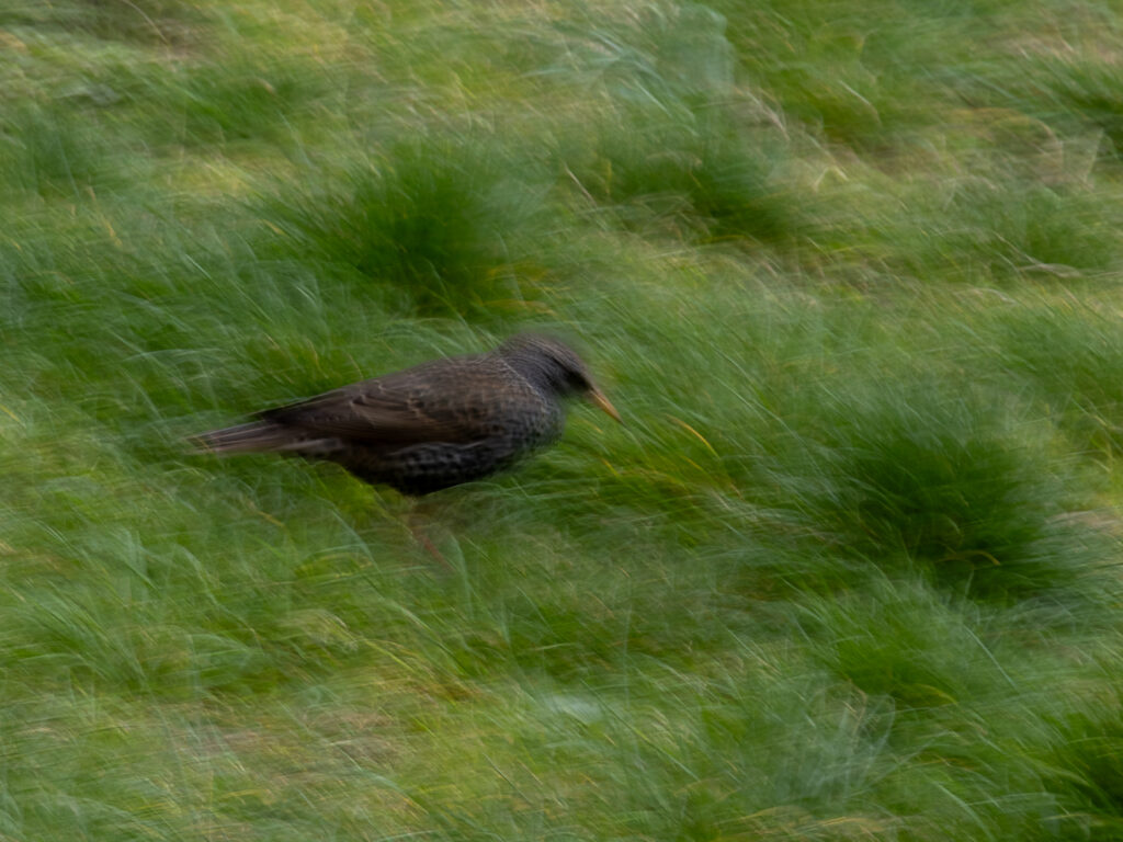 L'étourneau est dans le pré