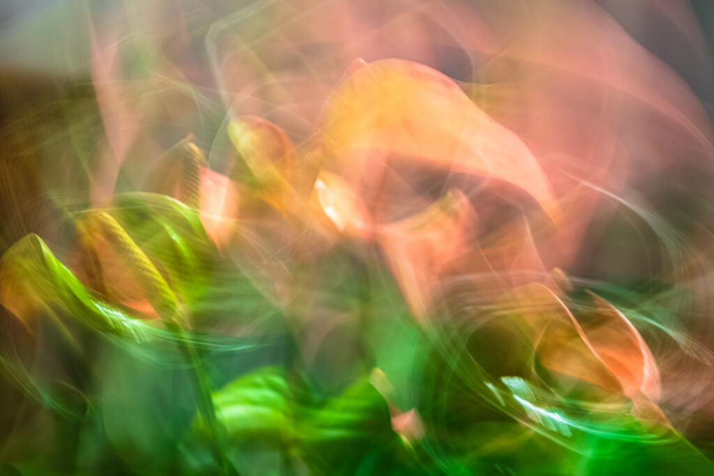 Rêverie chlorophyllienne