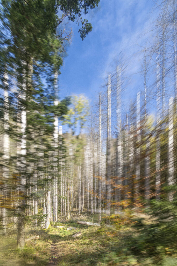 Quand les arbres bougent tout autour du chemin
