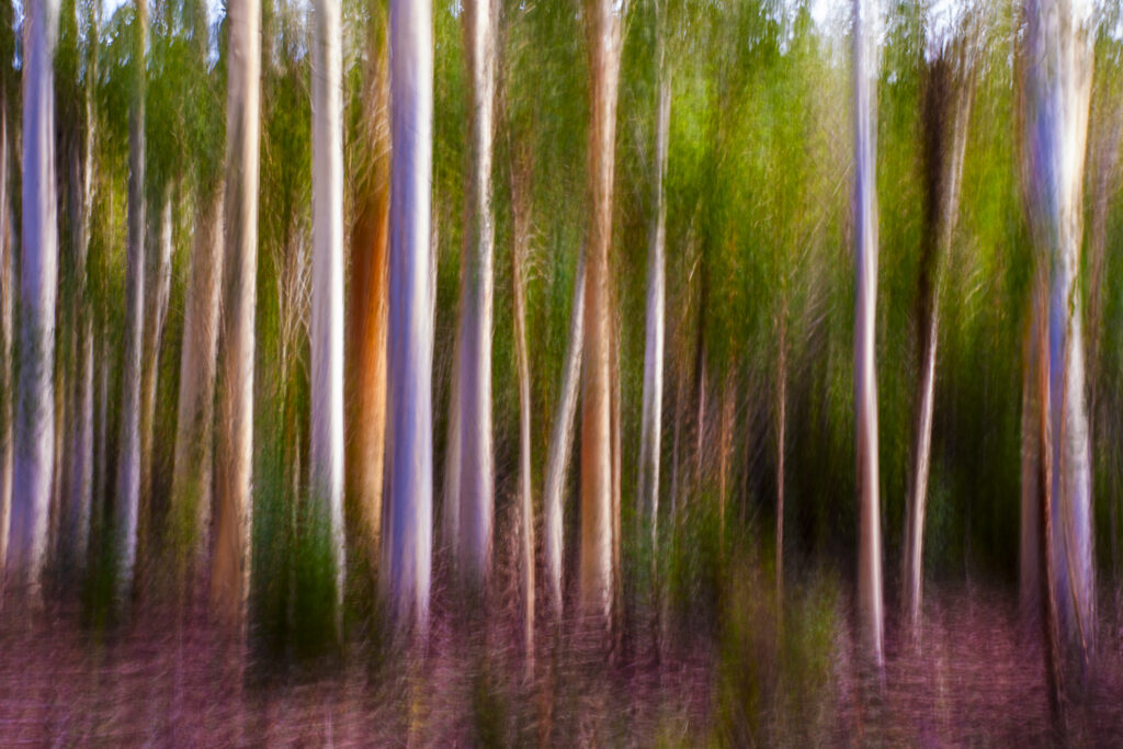 Eucalyptus façon impressionniste