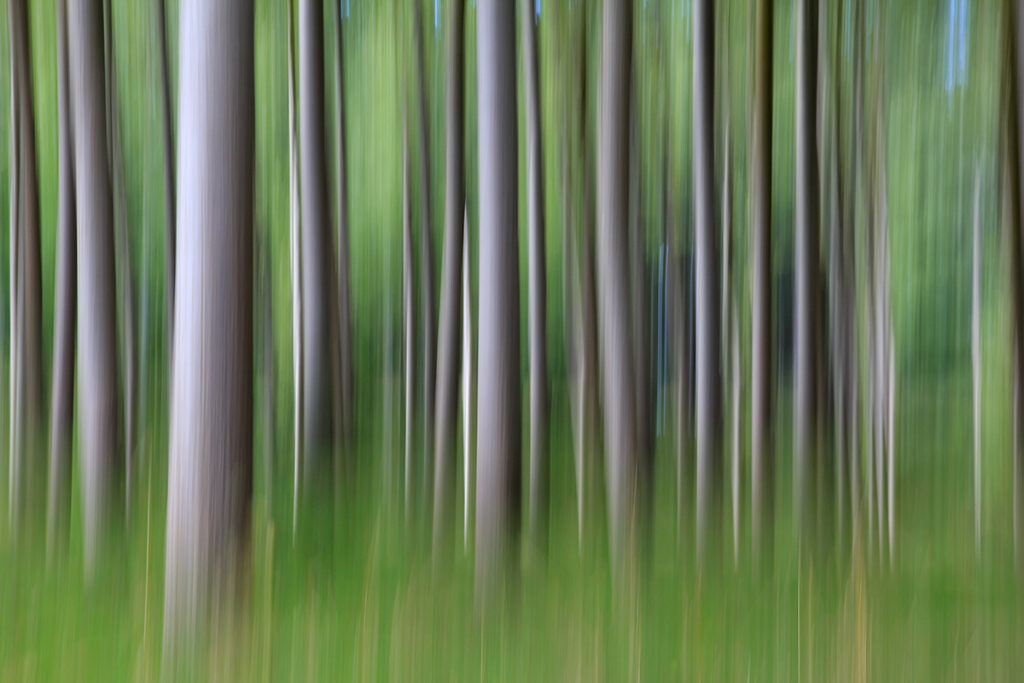 forêt de pins dans les Landes