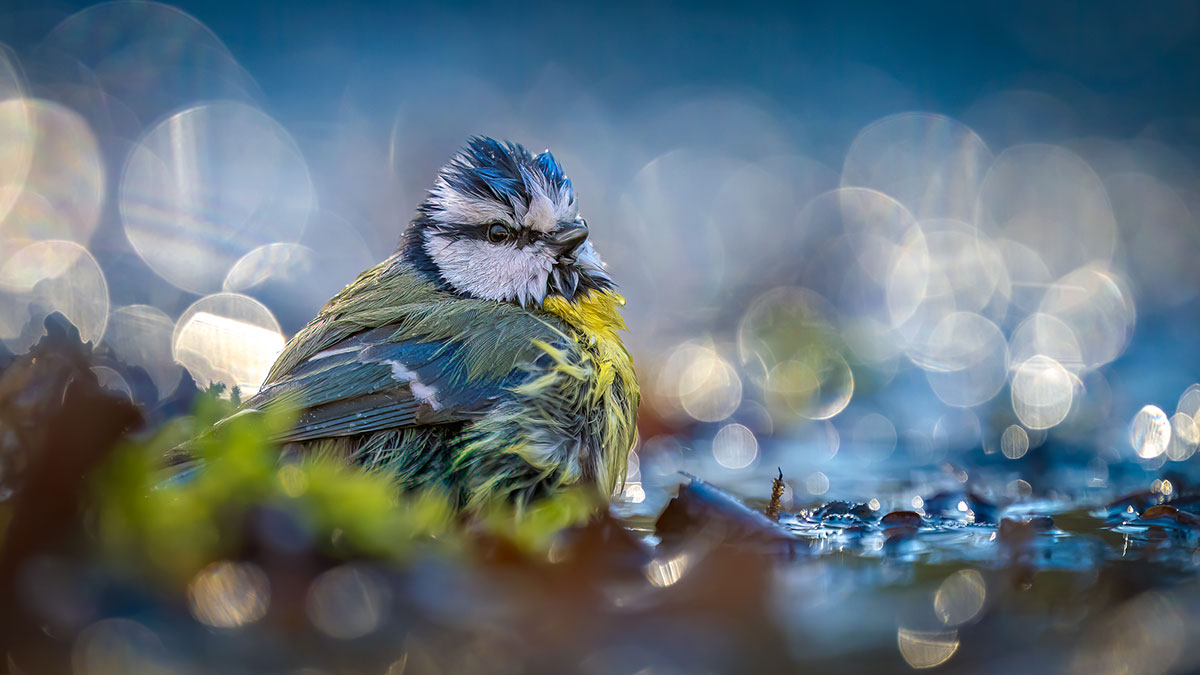gagnant-challenge-bokeh