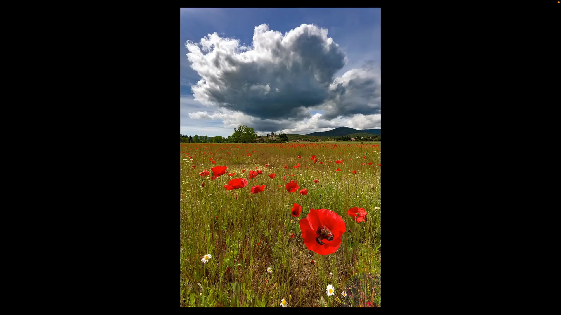 Photo d’un champ de coquelicots sous un ciel nuageux, image originale sans effet.