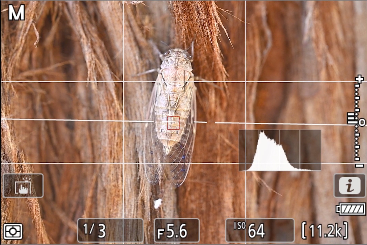 Réglages du Nikon Z8 pour le Pixel Shift
