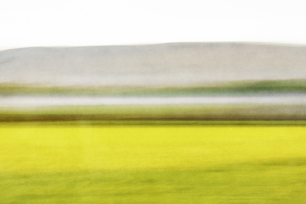 Colza au petit matin