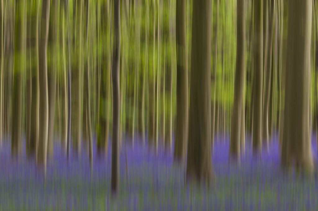 Harmonie printanière