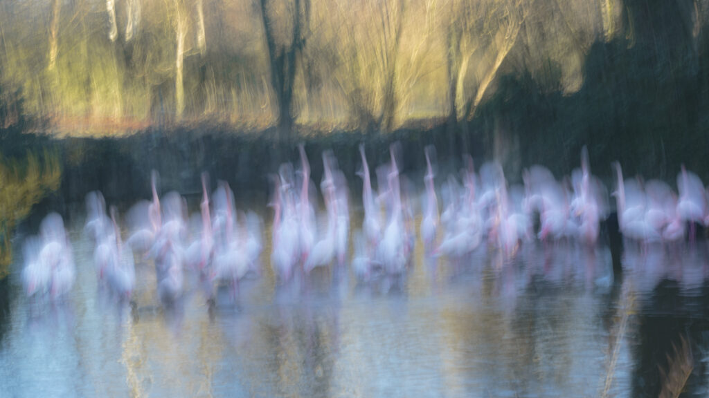 Le ballet... des flamants roses