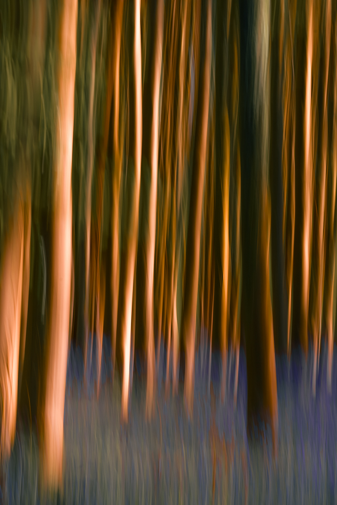 Bois de halle en fleurs