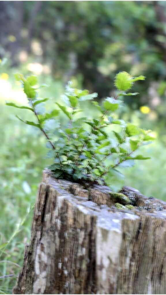 Petite brise du matin ...