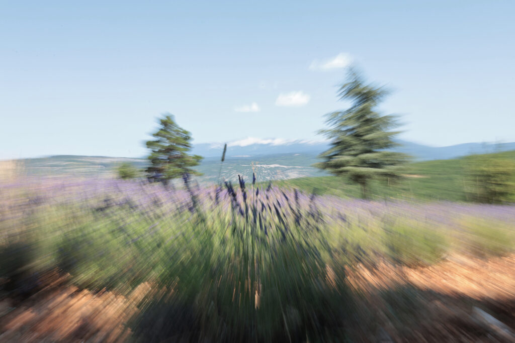 Lavande au Ventoux