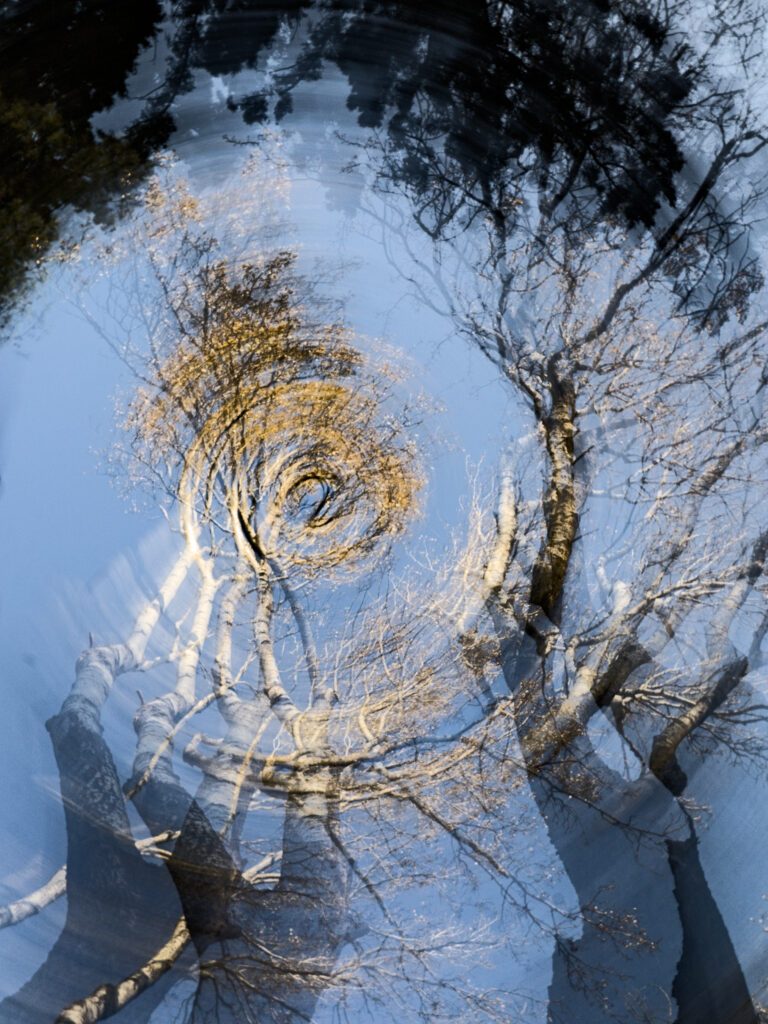 Ramures au fil des ans