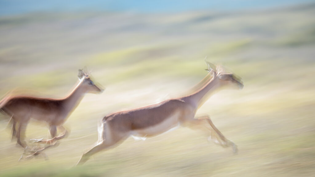 La fuite des impalas.