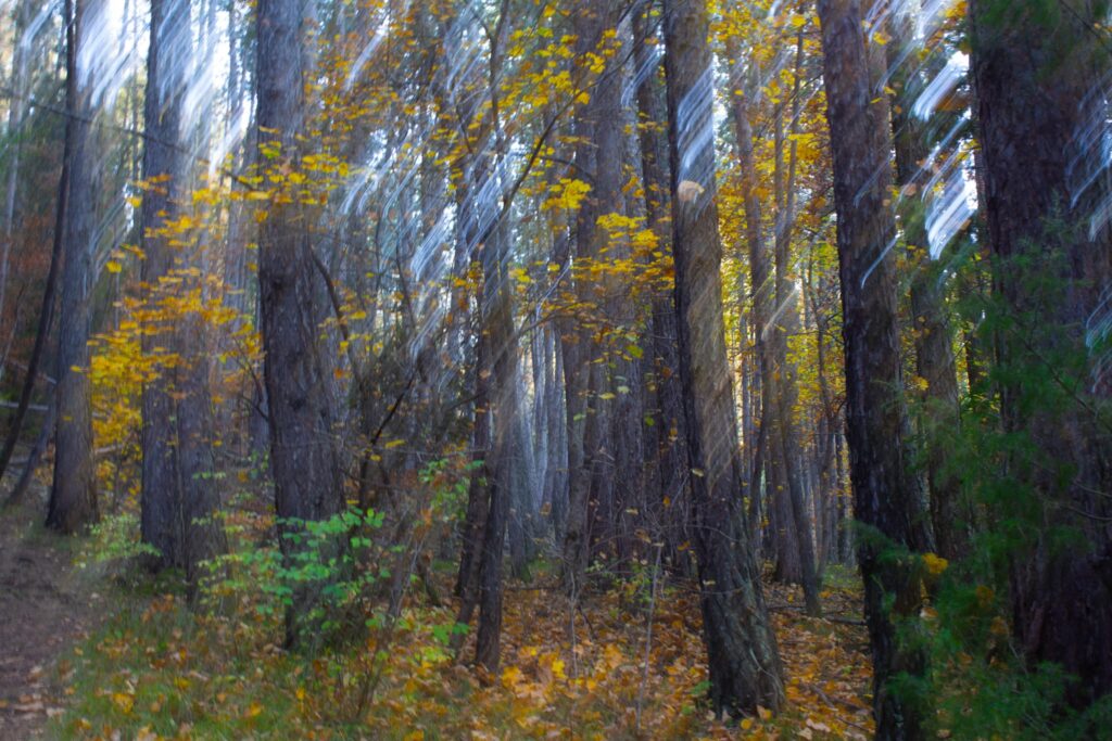 Dans la forêt lointaine 🎶...