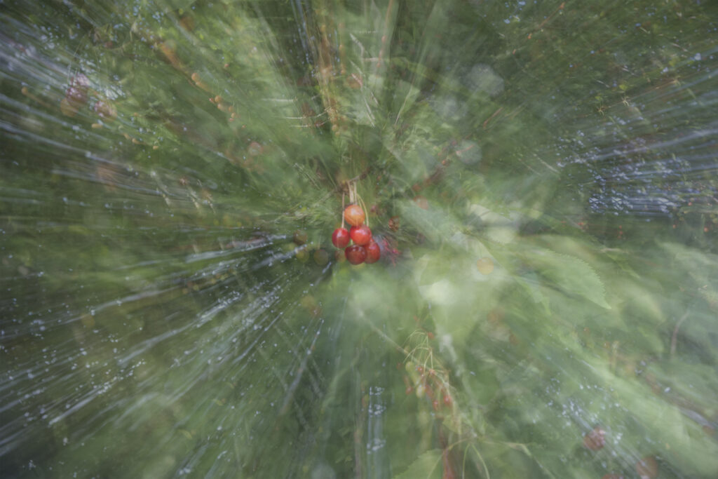 Entre brances et cerises