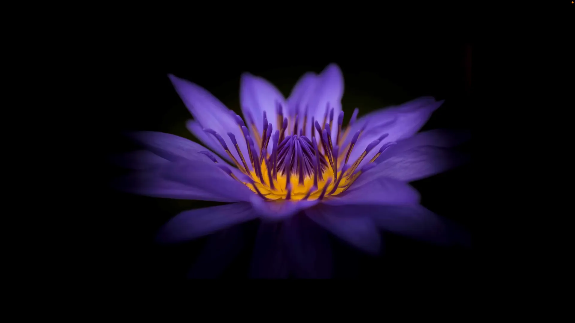 Fleur de nénuphar violette en gros plan, photo d’origine sans effet.