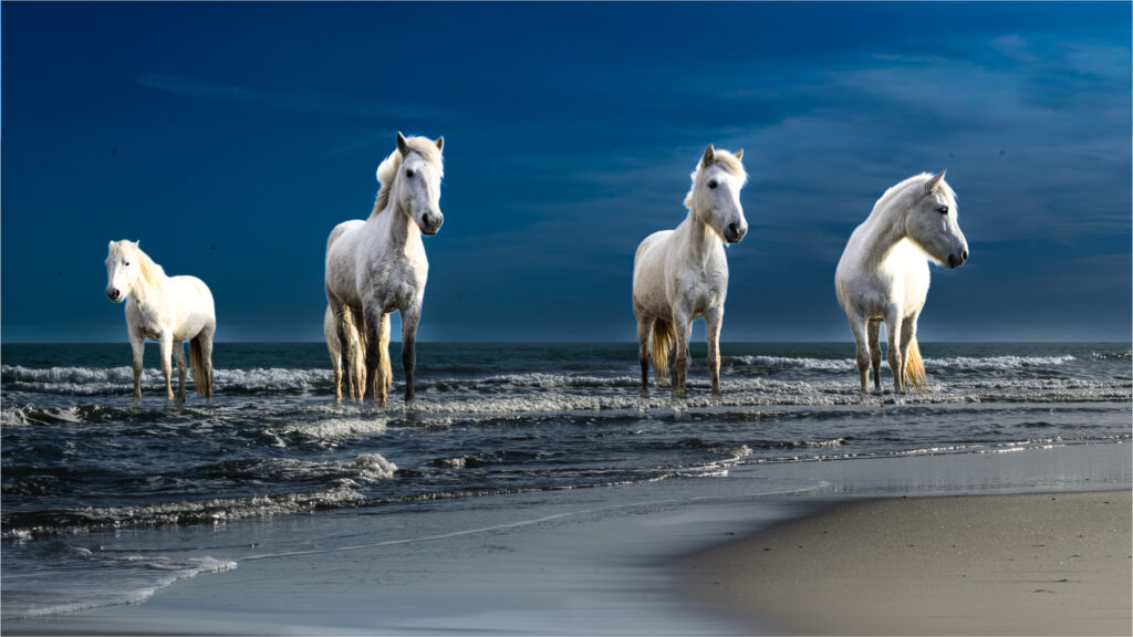 Chevaux "Camargue" à la plage