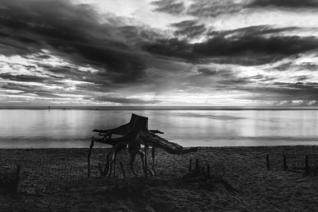 Des racines et des ailes