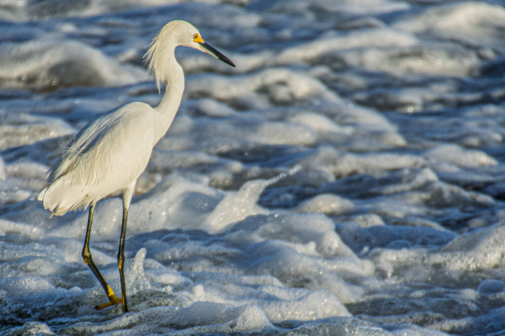 Bain de pied de l'aigrette neigeuse