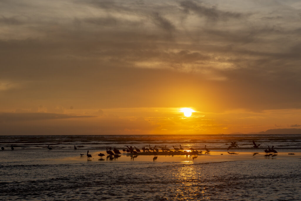 La plage des Pélicans