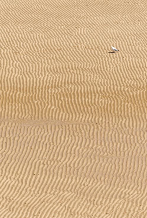 mouette esseulée sur une plage de Belle Ile en Mer