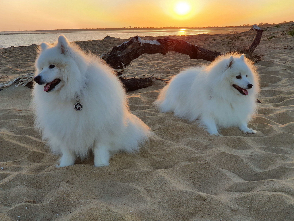 Mes Titous sur la plage de LA FAUTE SUR MER