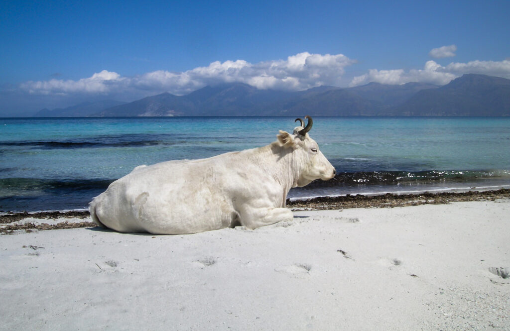Plage corse