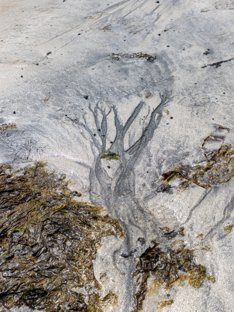 La plage peut offrir des forêts à qui sait regarder...