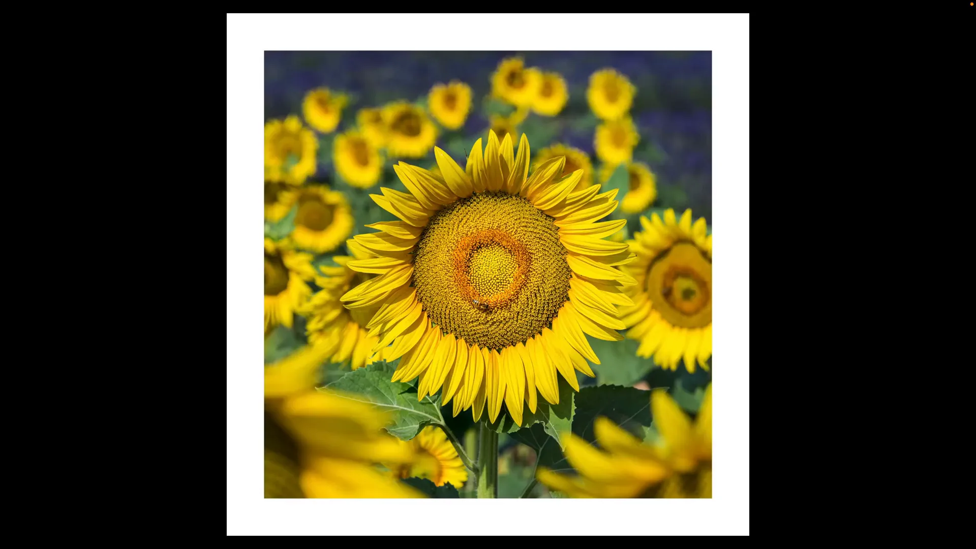 Photo d’un tournesol net au centre d’un champ, image d’origine.