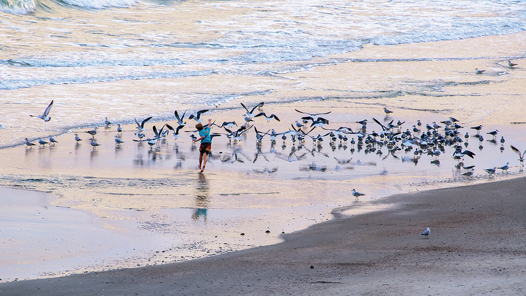 Chasing Gulls