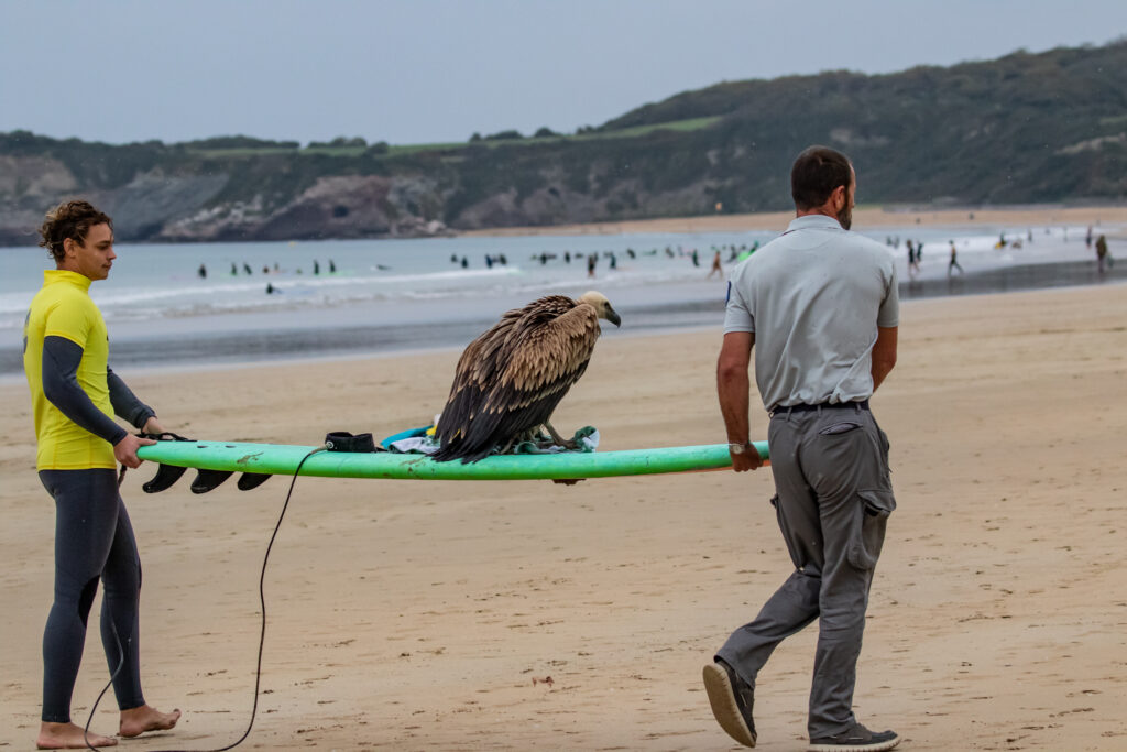 sauvetage d'un jeune vautour fauve sur la plage