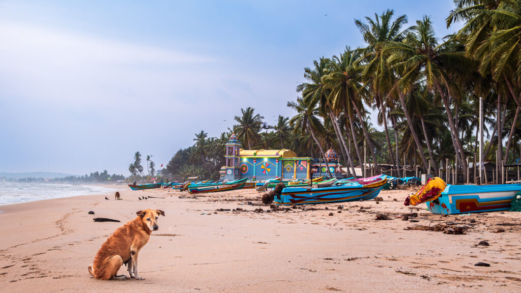 Petit matin au Sri Lanka