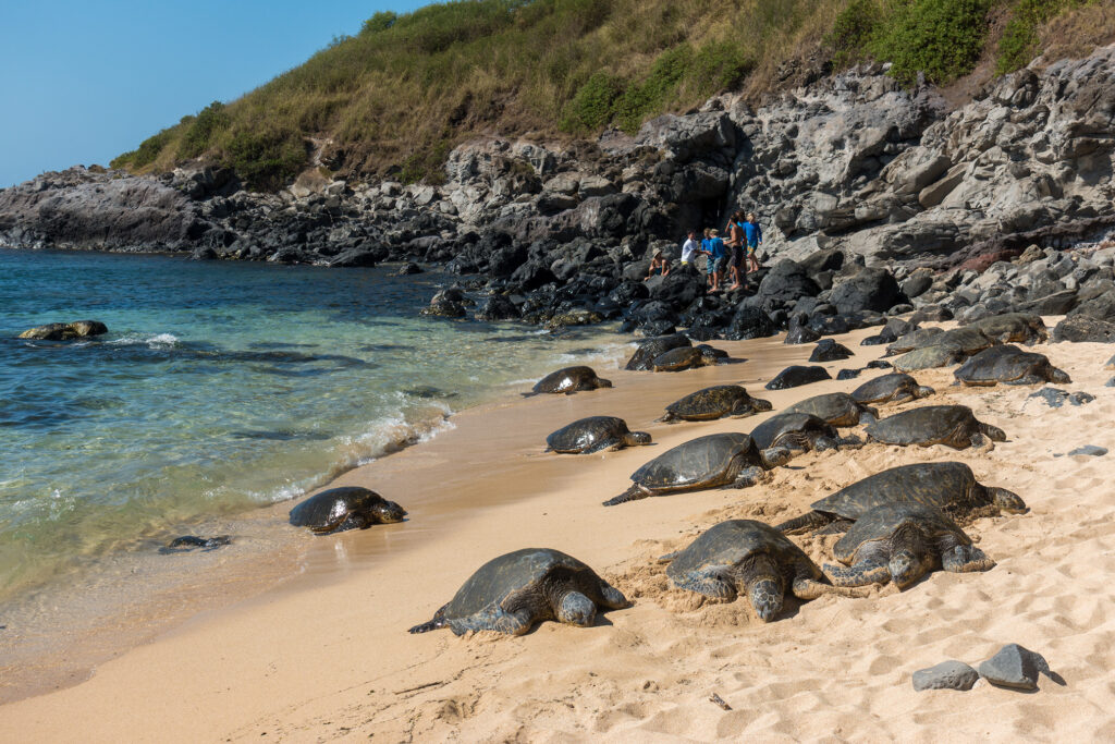 Bain de soleil pour les tortues, Maui